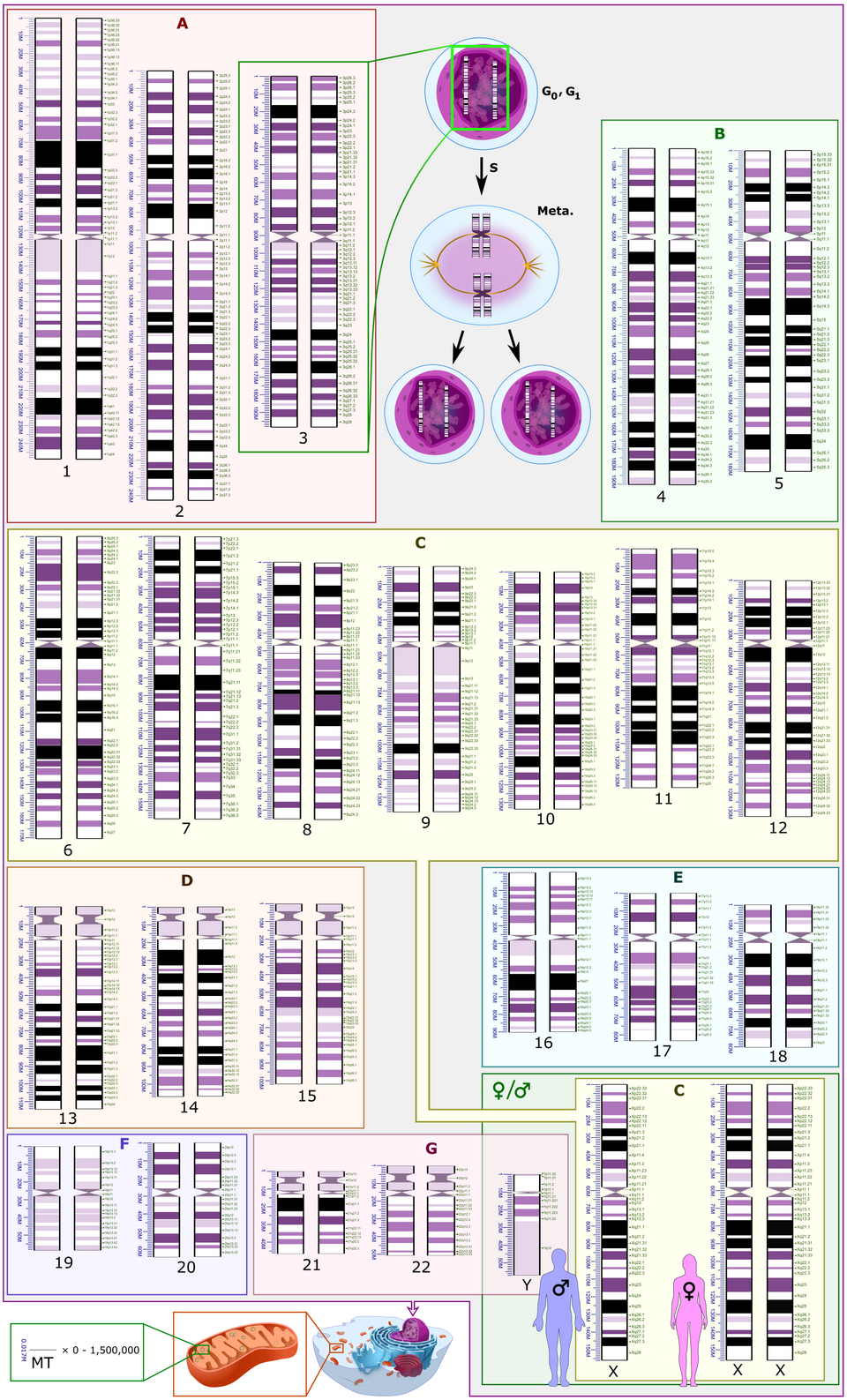 Human Genome Project